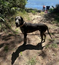 Duke the Dane - Photo 3