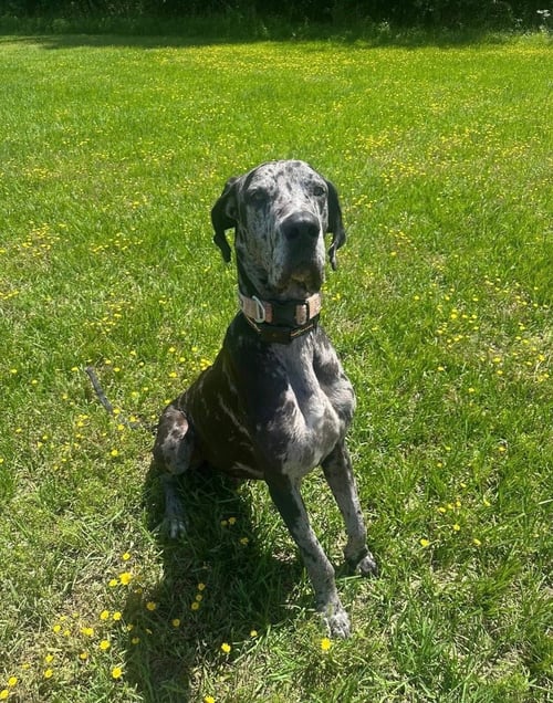DUKE THE DANE - Great Dane available for adoption
