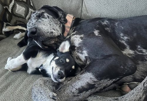 DUKE THE DANE - Great Dane available for adoption