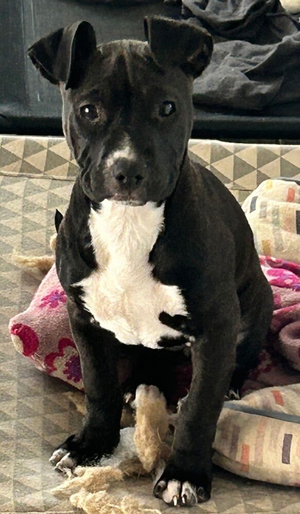 CRICKET THE CUTIE - American Staffordshire Terrier available for adoption
