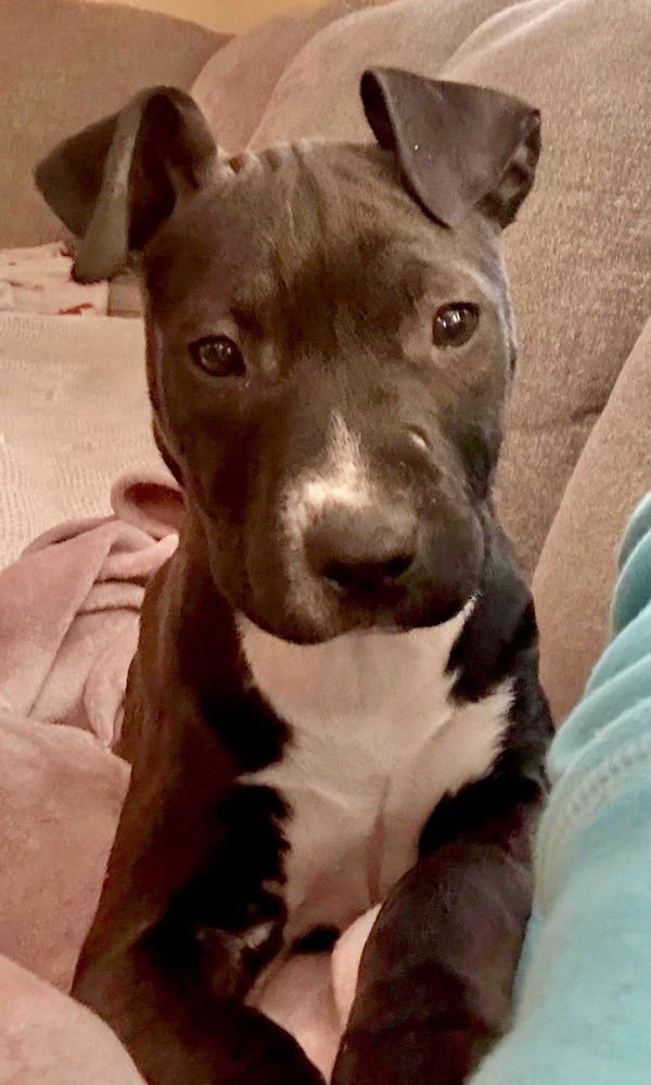 CRICKET THE CUTIE - American Staffordshire Terrier available for adoption