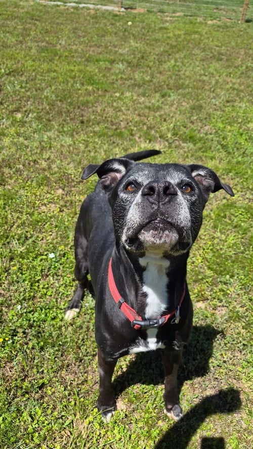 TK - Pit Bull Terrier available for adoption