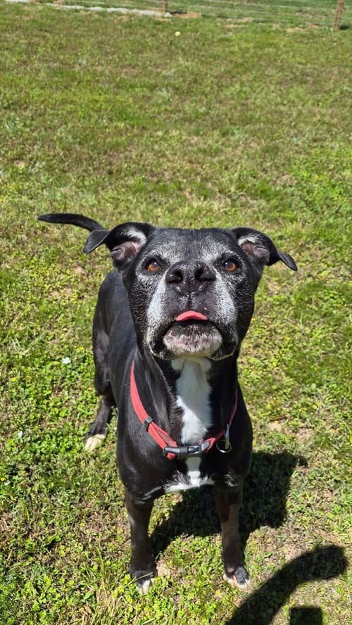 TK - Pit Bull Terrier available for adoption
