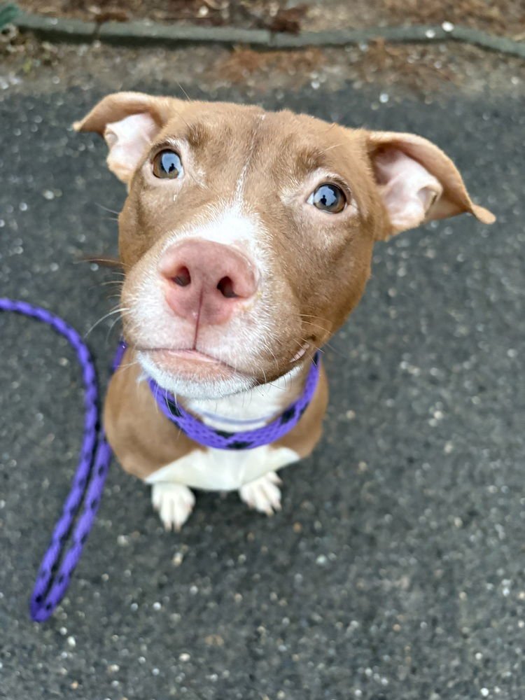 BRIANNA (ACC) - Staffordshire Bull Terrier / Staffordshire Bull Terrier available for adoption