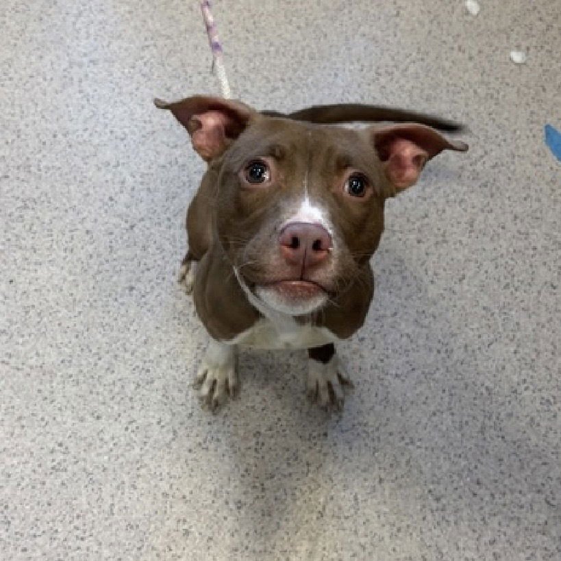 BRIANNA (ACC) - Staffordshire Bull Terrier / Staffordshire Bull Terrier available for adoption