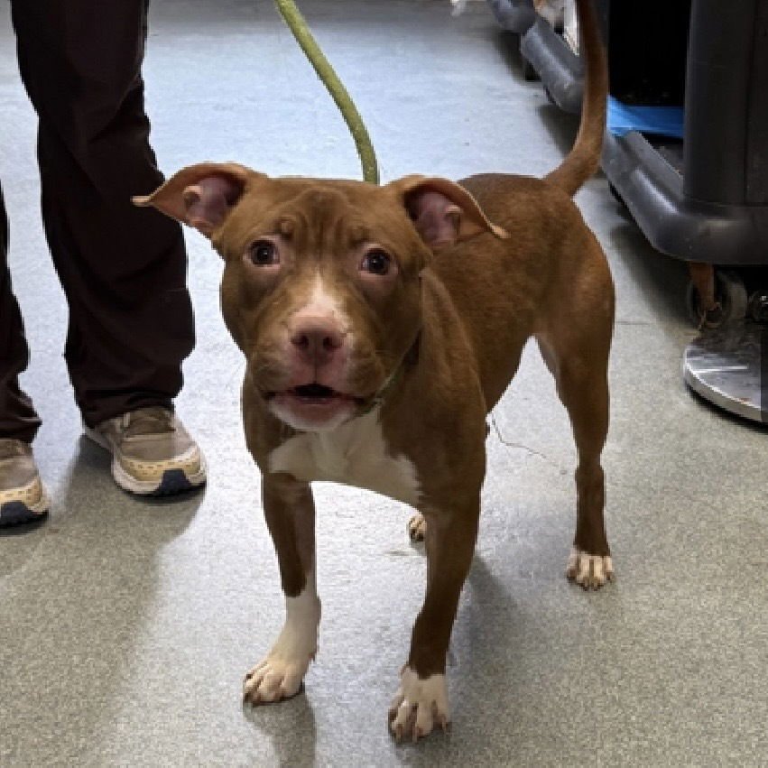 Brianna (ACC) - Photo 3