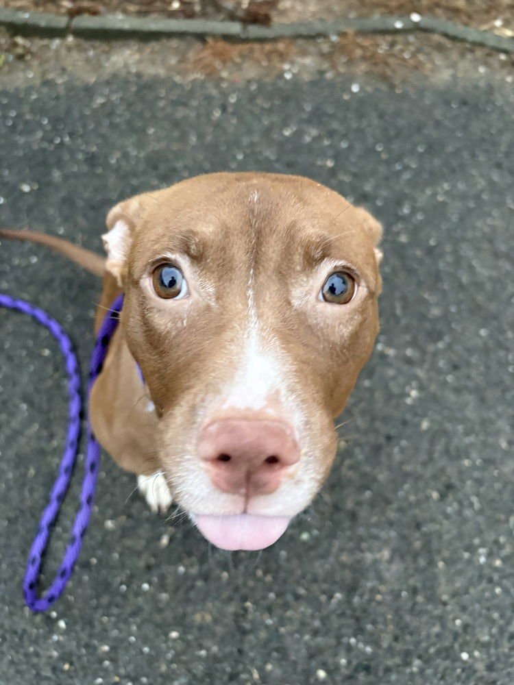 Brianna (ACC) - Photo 4