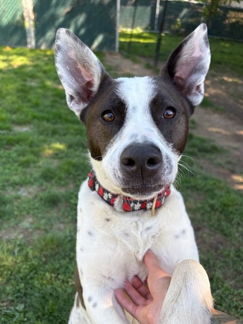 MISS MISTY - Cattle Dog / Labrador Retriever available for adoption