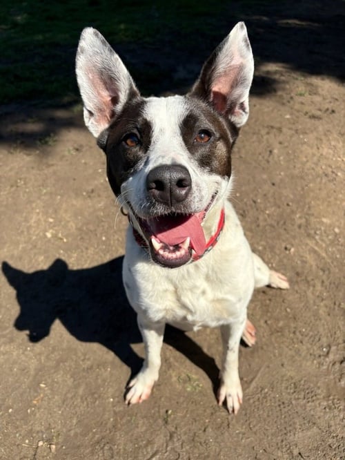 MISS MISTY - Cattle Dog / Labrador Retriever available for adoption