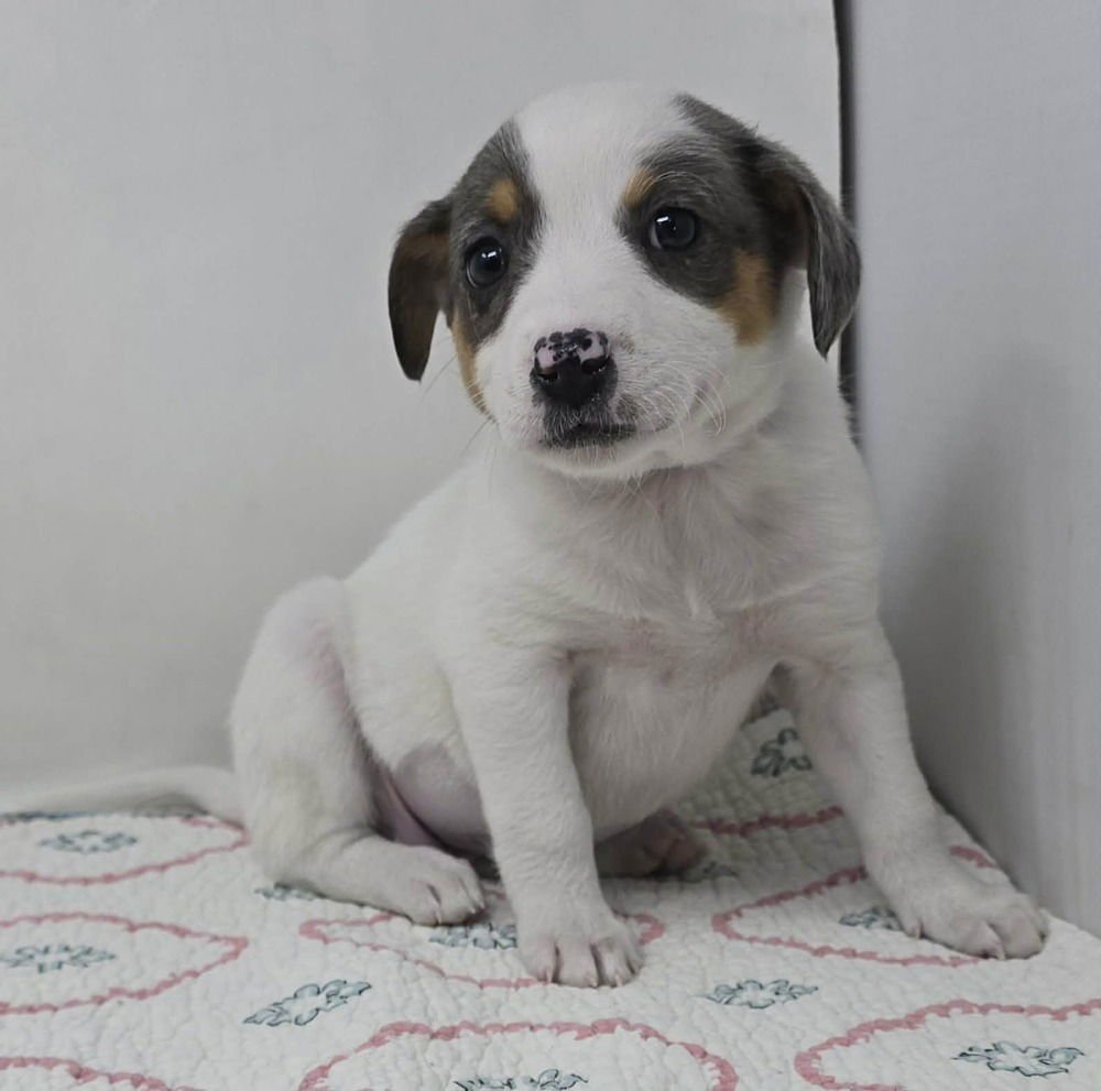 ALBANY (A-LITTER) - Australian Shepherd available for adoption