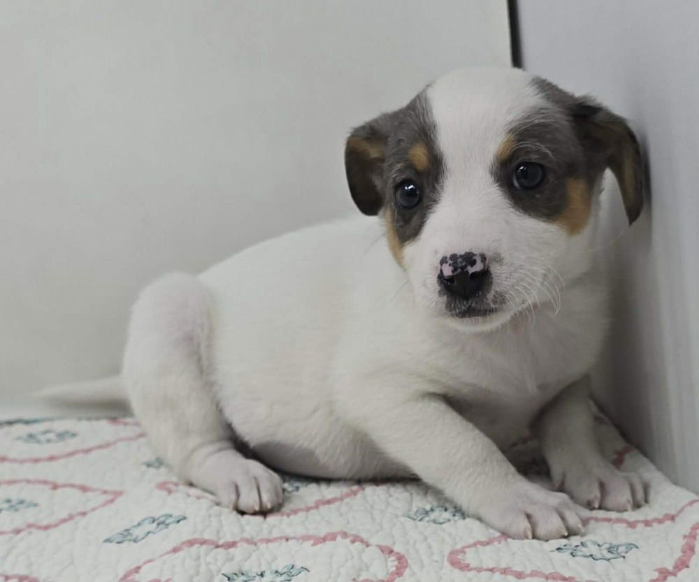 ALBANY (A-LITTER) - Australian Shepherd available for adoption