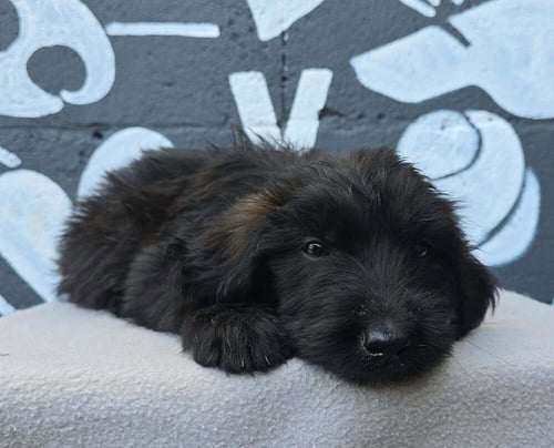 BABYLON (B SQUAD) - Labrador Retriever available for adoption