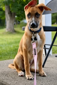 Iris (I Pups) - Photo 3