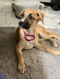 Iris (I Pups) - Photo 4
