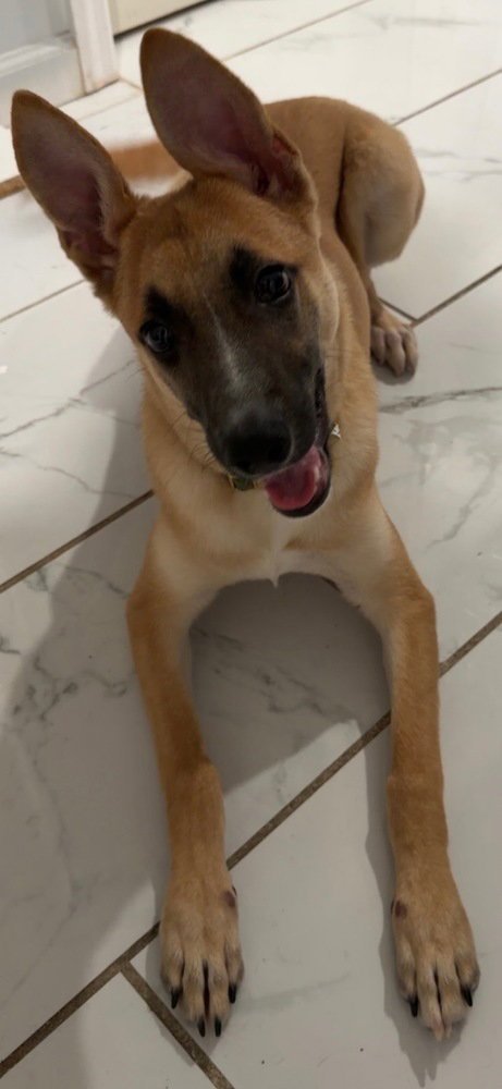 IRIS (I PUPS) - Shepherd / Labrador Retriever available for adoption