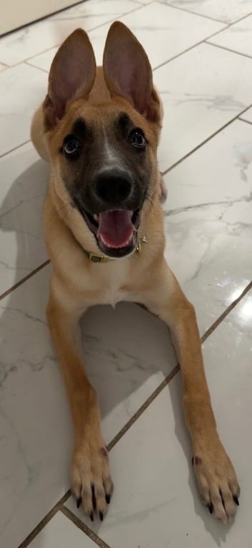Iris (I Pups) Image