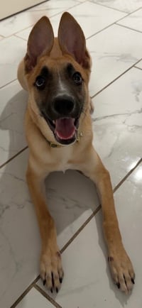 Iris (I Pups) - Photo 1