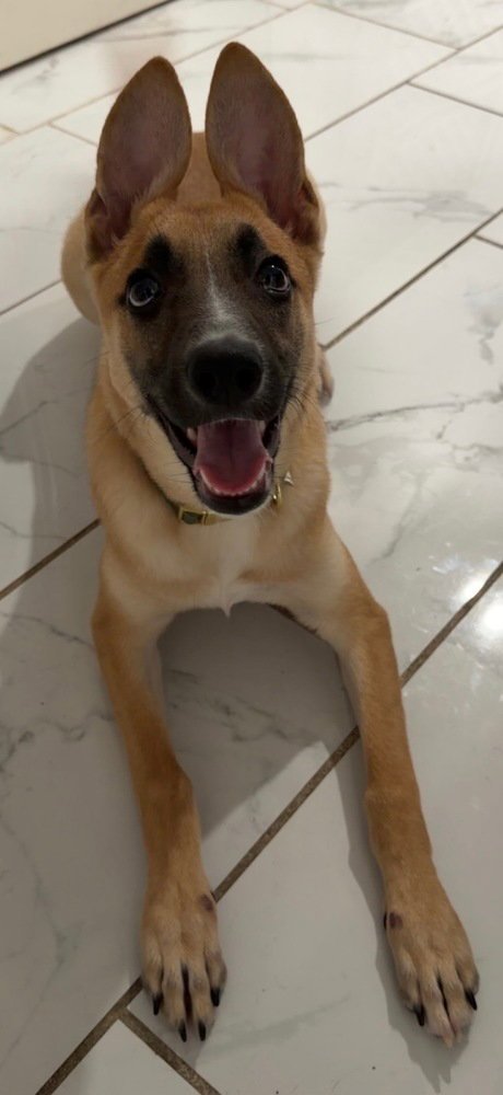 IRIS (I PUPS) - Shepherd / Labrador Retriever available for adoption