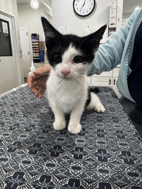 BRANDON (90210 LITTER) - Domestic Short Hair available for adoption