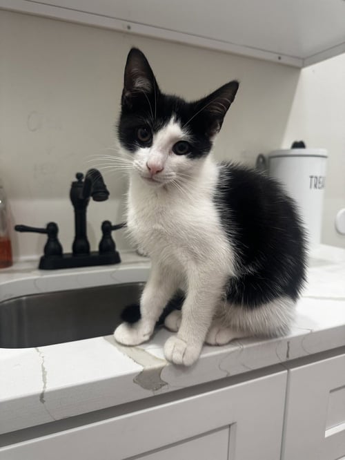 BRANDON (90210 LITTER) - Domestic Short Hair available for adoption