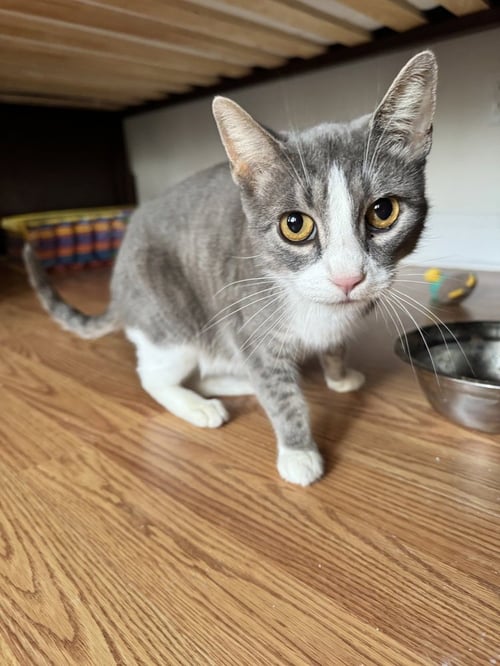 SALEM - Domestic Short Hair available for adoption