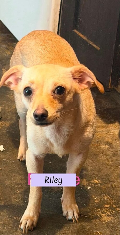 RILEY - Chihuahua available for adoption