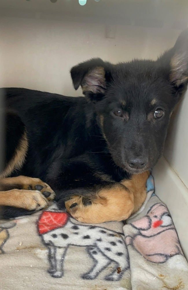 SCOUT (SC) - German Shepherd Dog / Terrier available for adoption