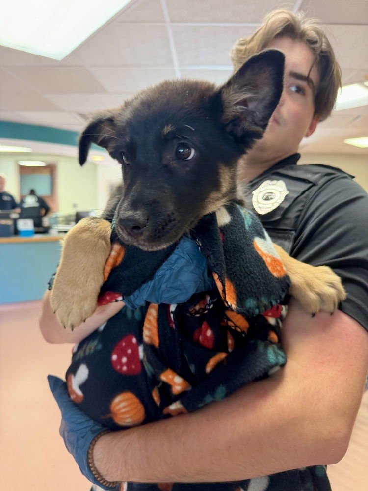 SCOUT (SC) - German Shepherd Dog / Terrier available for adoption