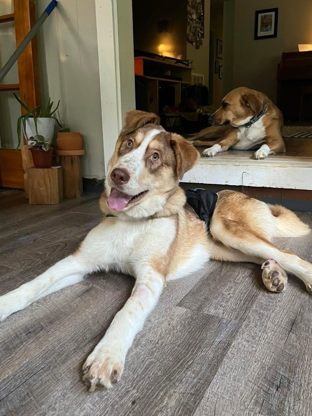 GOOFY THE GREAT - Great Pyrenees / Husky available for adoption