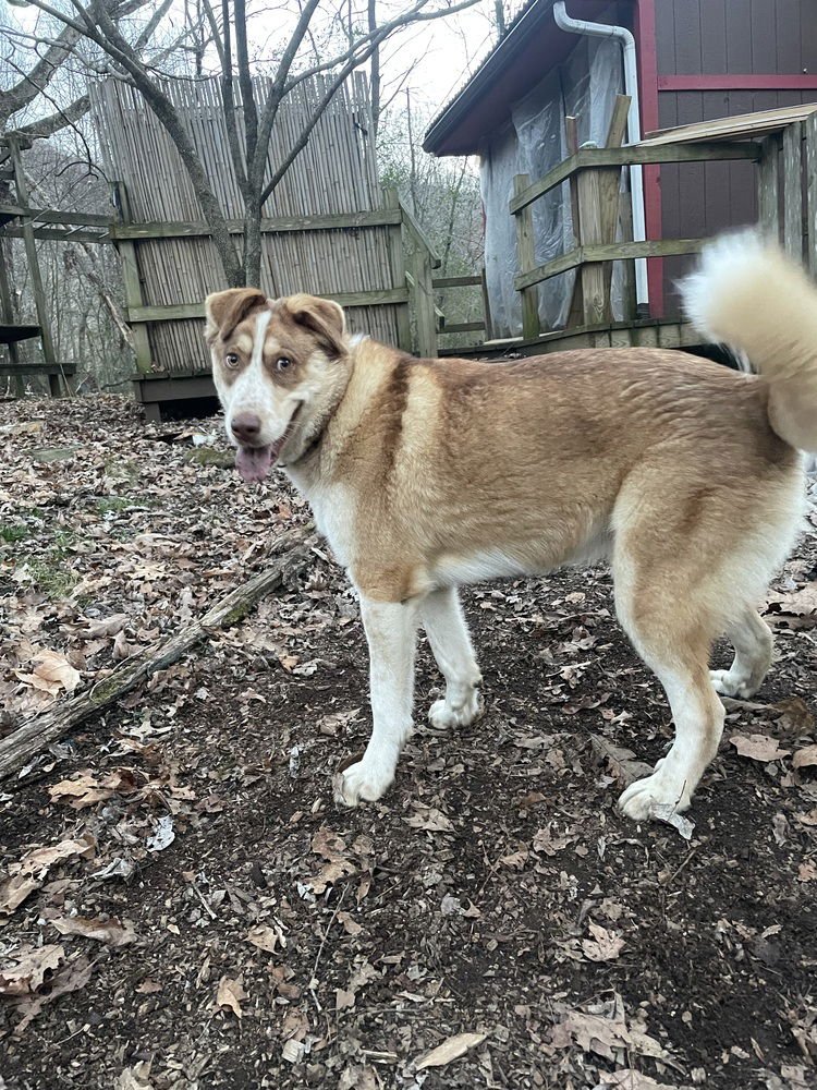 GOOFY THE GREAT - Great Pyrenees / Husky available for adoption