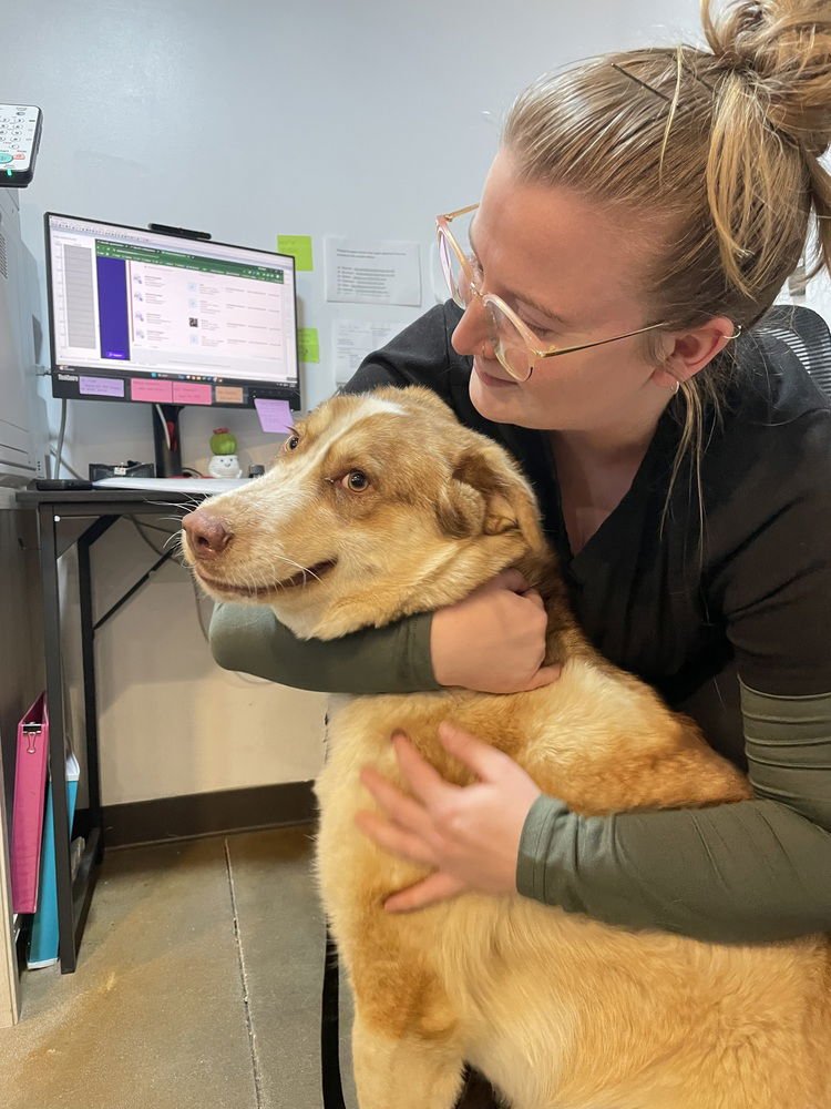 Goofy the Great - Photo 4