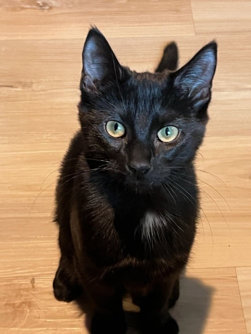 MIDNIGHT - Domestic Short Hair available for adoption