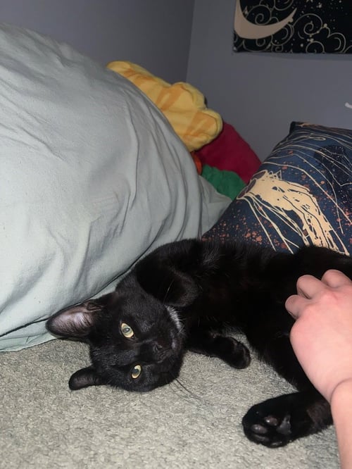 MIDNIGHT - Domestic Short Hair available for adoption