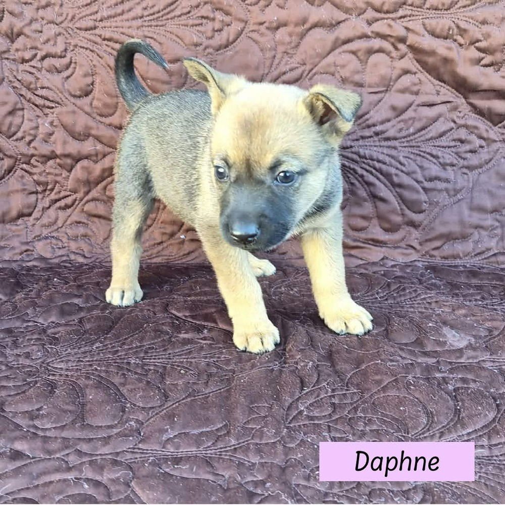 DAPHNE (DARCY'S LITTER) - Australian Cattle Dog/Blue Heeler / Shepherd available for adoption
