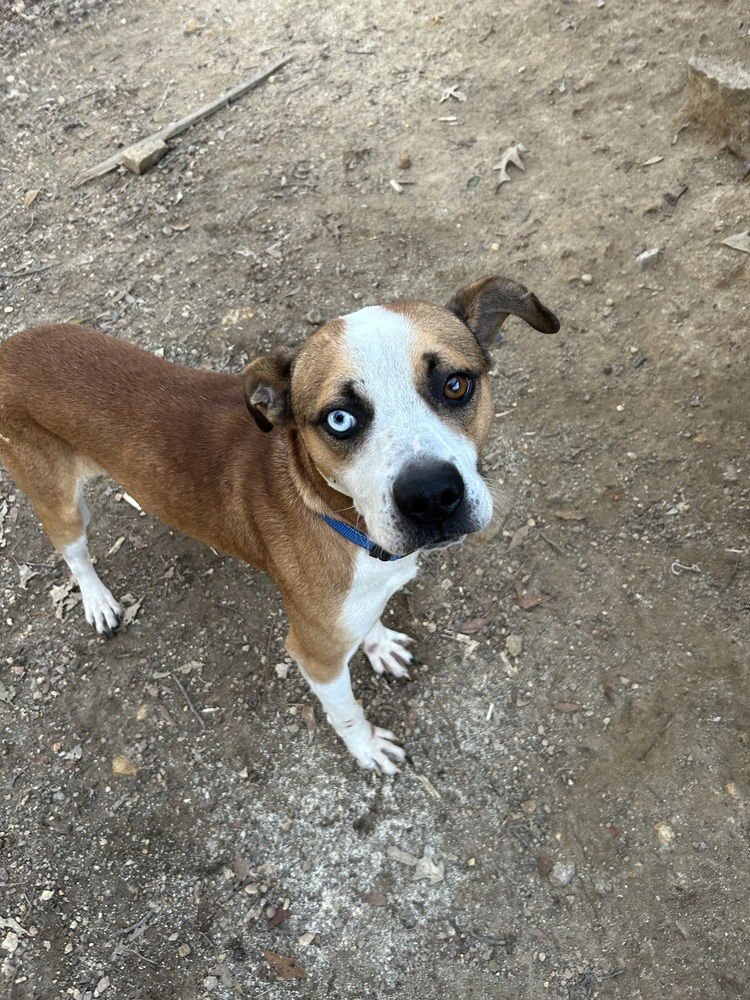 ZEUS (FROM GA) - Terrier available for adoption