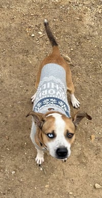 Zeus (from GA) - Photo 3