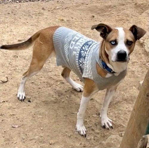 ZEUS (FROM GA) - Terrier available for adoption