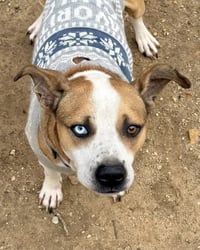 Zeus (from GA) - Photo 2