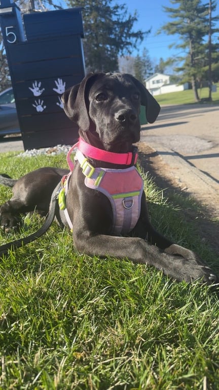 Cassie (The P Litter) Image