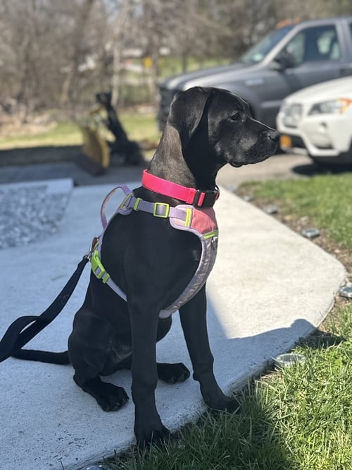CASSIE (THE P LITTER) - Weimaraner / Boxer available for adoption