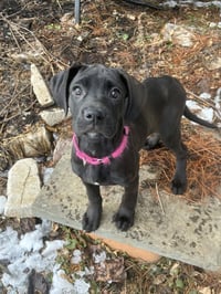 Cassie (The P Litter) - Photo 3