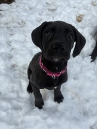 Cassie (The P Litter) - Photo 4