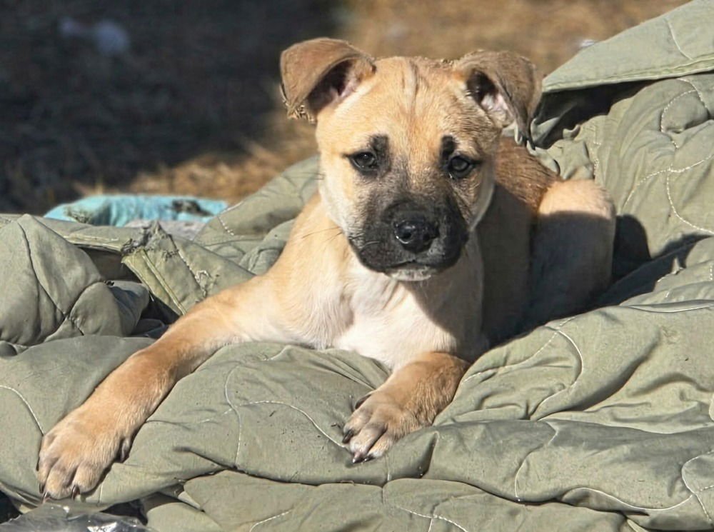 NEMO (AA LITTER) - Black Mouth Cur / Labrador Retriever available for adoption