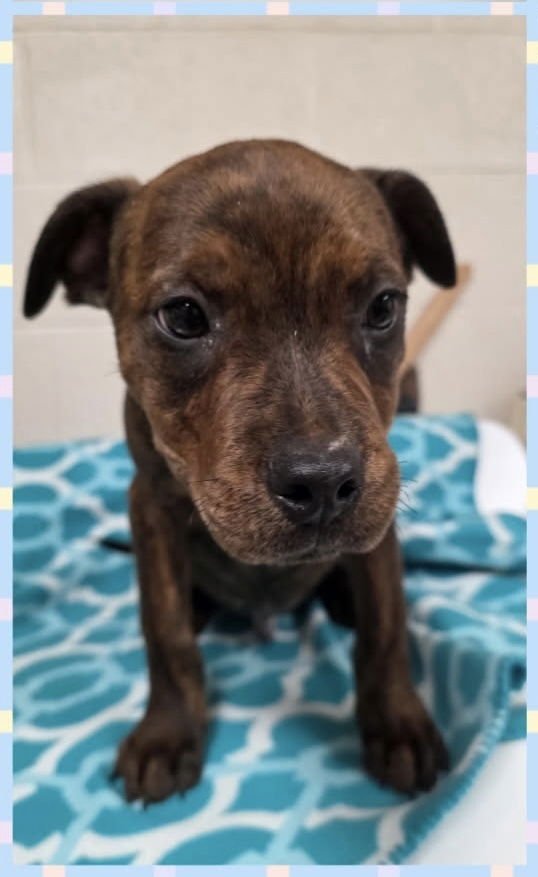 HEATH (CANDYBAR LITTER) - American Staffordshire Terrier / Boxer available for adoption