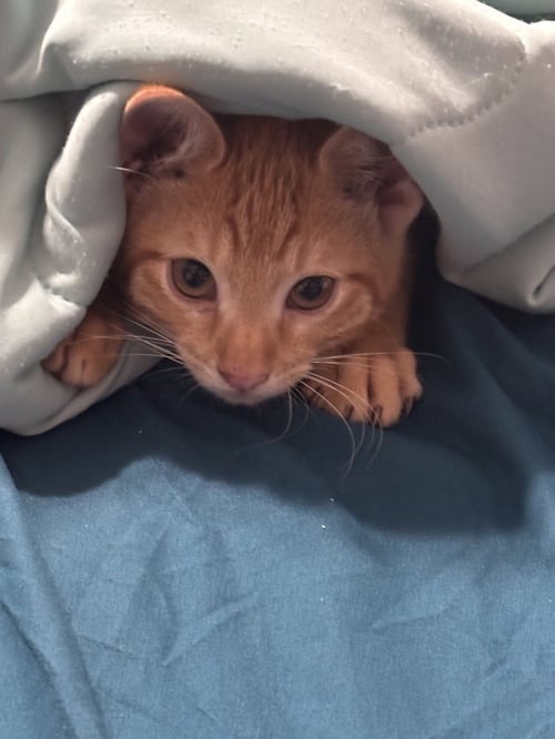 SMOKEY (CHELSEA'S CREW) - Domestic Short Hair available for adoption