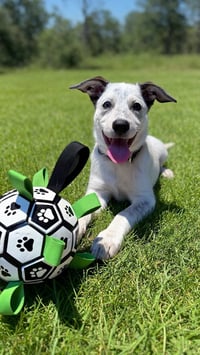 Diana (D Pups) - Photo 4