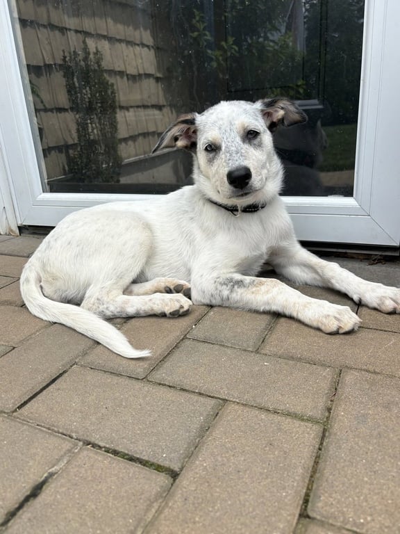 Diana (D Pups) Image
