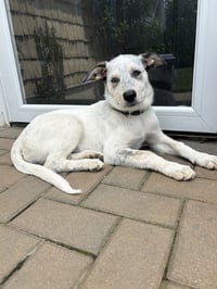 Diana (D Pups) - Photo 1