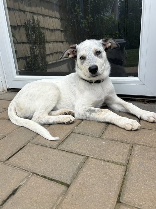 DIANA (D PUPS) - Great Pyrenees / Australian Cattle Dog/Blue Heeler available for adoption