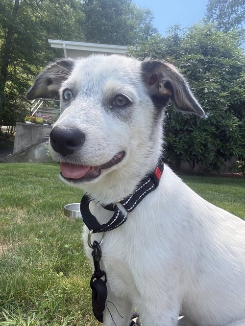 DIANA (D PUPS) - Great Pyrenees / Australian Cattle Dog/Blue Heeler available for adoption
